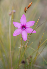 Dierama pauciflorum, photograph (c) Morten Ross, some rights reserved (CC BY)
