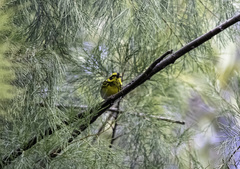 Setophaga townsendi