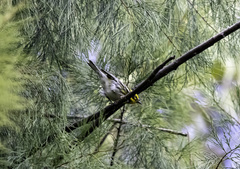 Setophaga townsendi