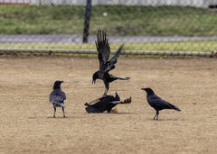 Corvus brachyrhynchos