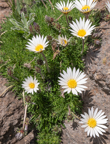 Mountain Gerbera (Roessleria armerioides)