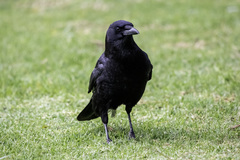 Corvus brachyrhynchos