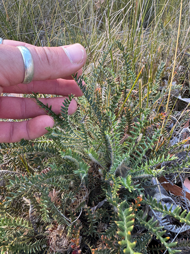 Banksia arctotidis (Banksia arctotidis)