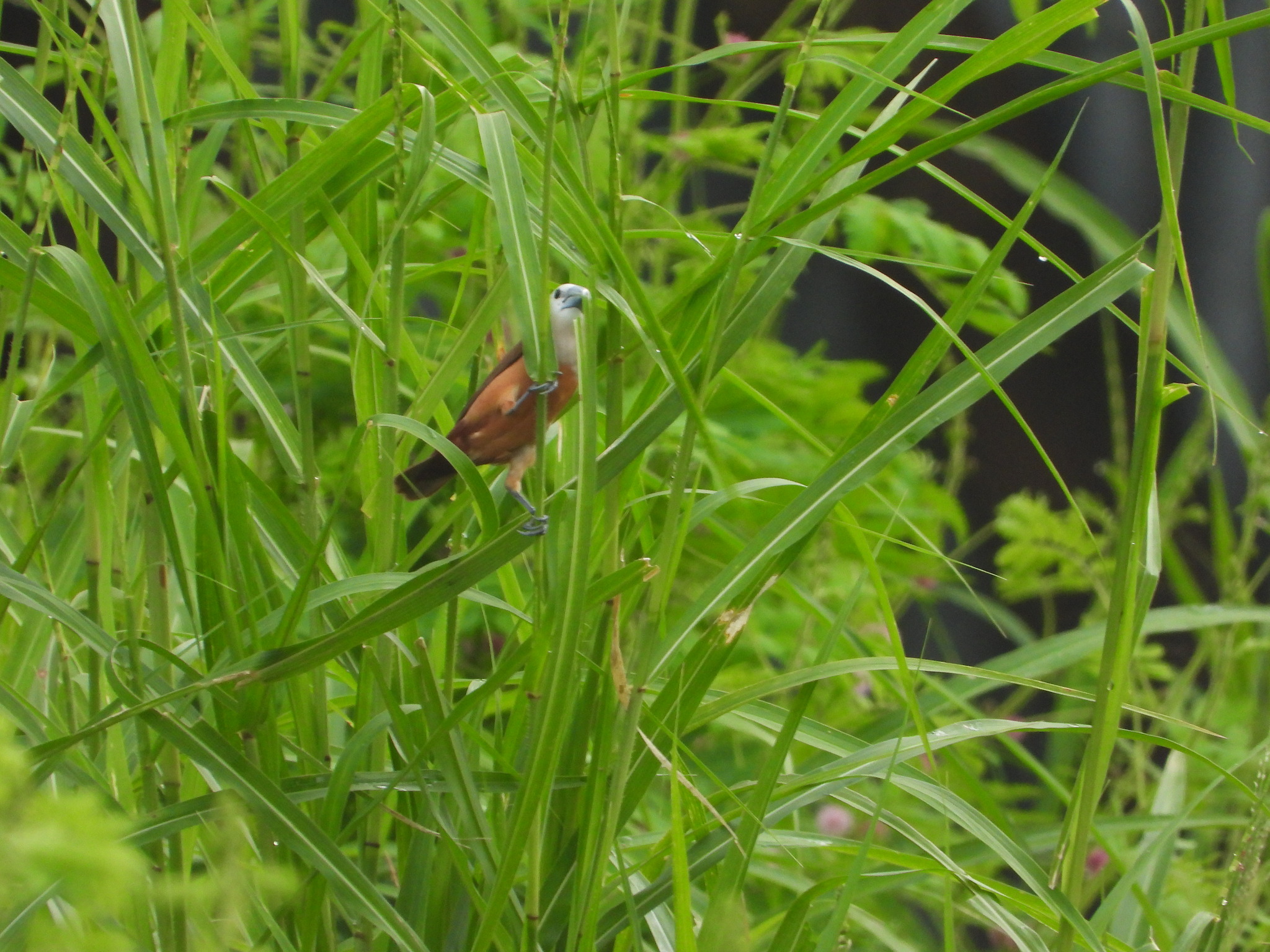 Pale-headed Munia (Lonchura pallida), photo 2