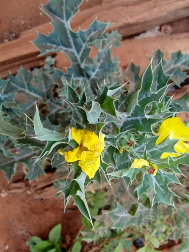 Mexican prickly poppy