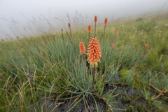 Kniphofia caulescens, photograph (c) Morten Ross, some rights reserved (CC BY)