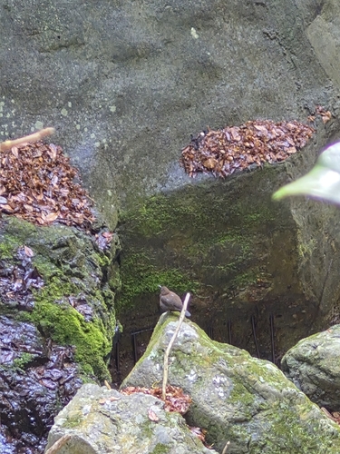 Brown Dipper (Cinclus pallasii), photo 8