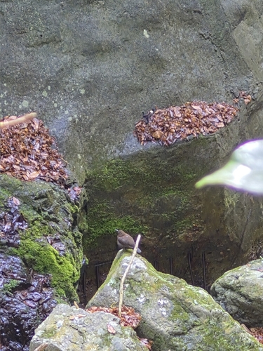 Brown Dipper (Cinclus pallasii), photo 9