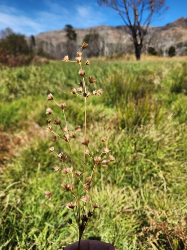 Cape Rush (Juncus capensis)