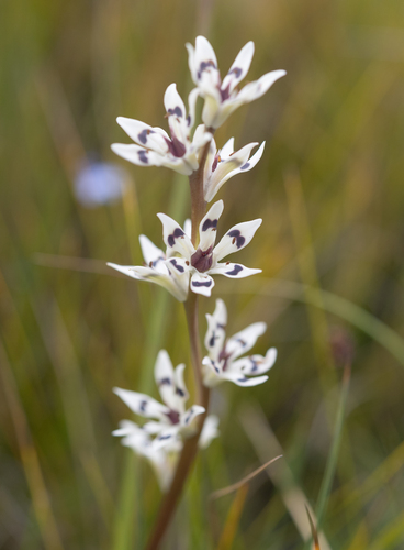 Pepper-and-salt flower (Wurmbea elatior)