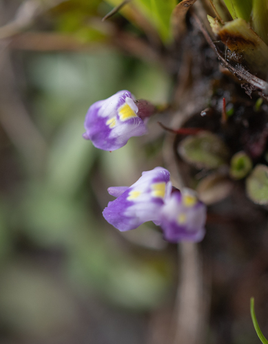Utricularia livida, photograph 5