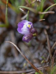 Utricularia livida, photograph (c) Morten Ross, some rights reserved (CC BY)