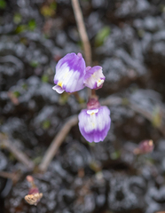 Utricularia livida, photograph (c) Morten Ross, some rights reserved (CC BY)