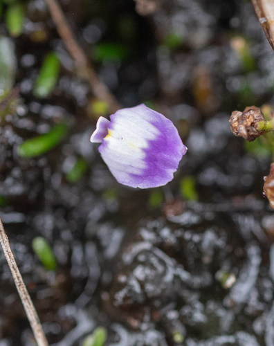 Utricularia livida, photograph 3