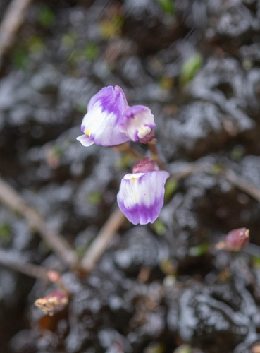 Lead Bladderwort (Utricularia livida)