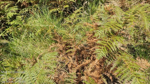 Southern Bracken