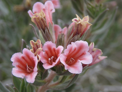Lobostemon curvifolius