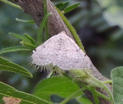 Digrammia pervolata