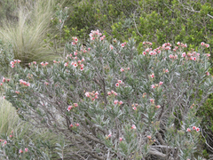Lobostemon curvifolius