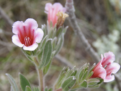 Lobostemon curvifolius