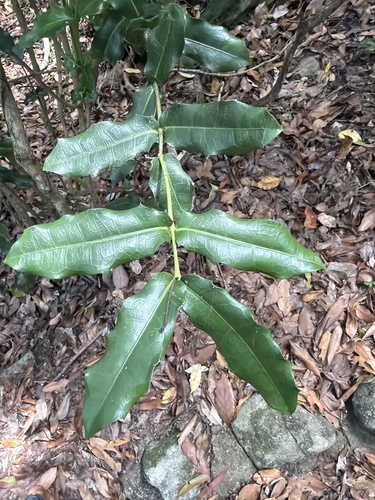 Large-leaved Wilkiea (Wilkiea macrophylla)
