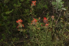 Castilleja affinis affinis