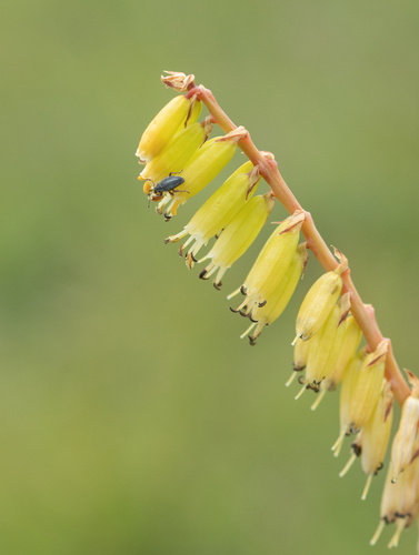 Modest Poker (Kniphofia parviflora)