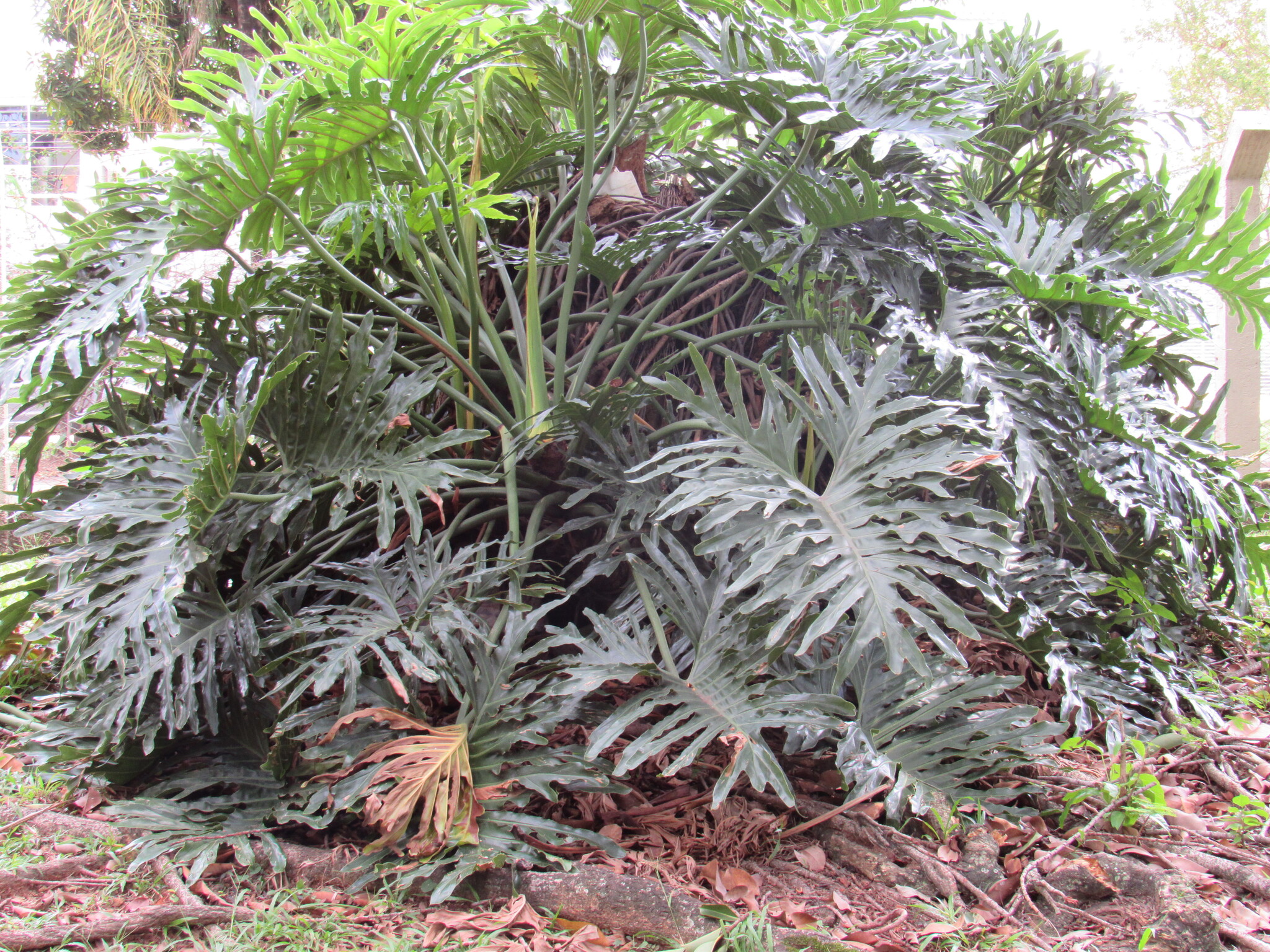 Philodendron Bipinnatifidum (Thaumatophyllum bipinnatifidum)