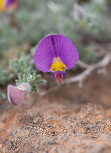Lotononis galpinii, photograph 1