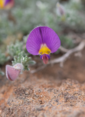Lotononis galpinii, photograph (c) Morten Ross, some rights reserved (CC BY)