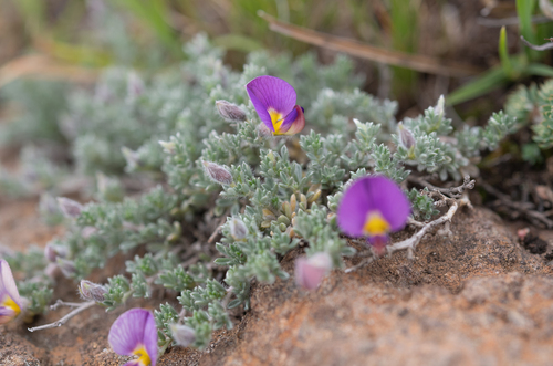 Lotononis galpinii, photograph 2