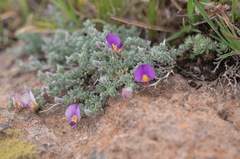 Lotononis galpinii, photograph (c) Morten Ross, some rights reserved (CC BY)