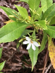 Scaevola chamissoniana