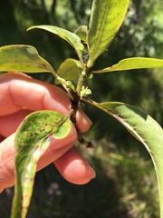 Coprosma pubens