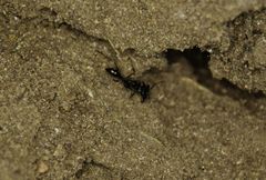 Odontomachus opaciventris