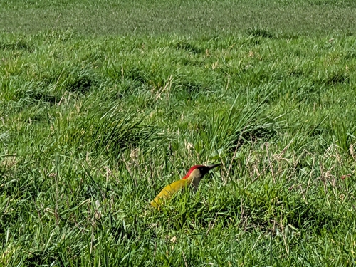 European Green Woodpecker