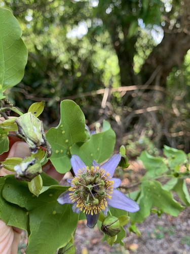 Passiflora bicornis, 2019-09-05