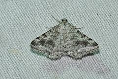 Digrammia pictipennata
