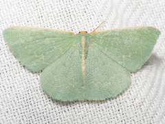 Chlorocoma melocrossa