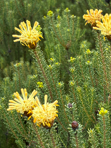 Petrophile ericifolia observed 2025-10-08