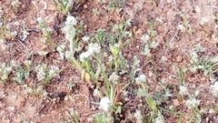 Micropus californicus