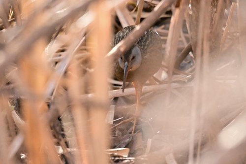 Virginia Rail