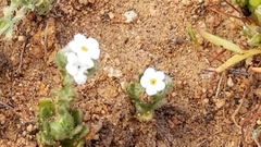 Micropus californicus