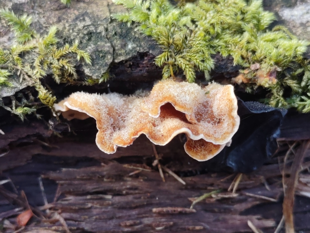 Stereum hirsutum · March 2026 · photo: © hedaja (iNaturalist, cc0)