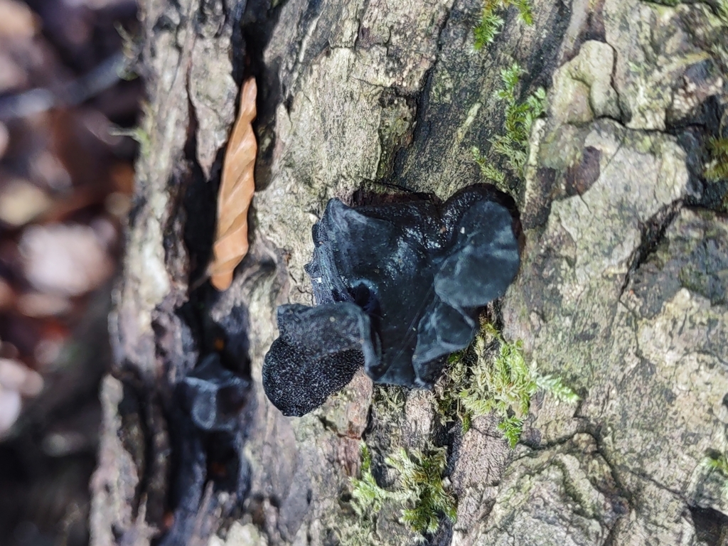 Exidia truncata · March 2026 · photo: © hedaja (iNaturalist, cc0)