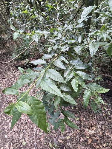 Monococcus echinophorus (Monococcus echinophorus)
