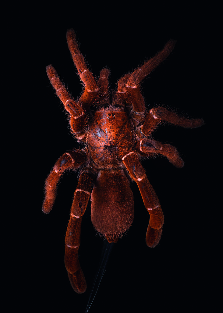 king baboon spider