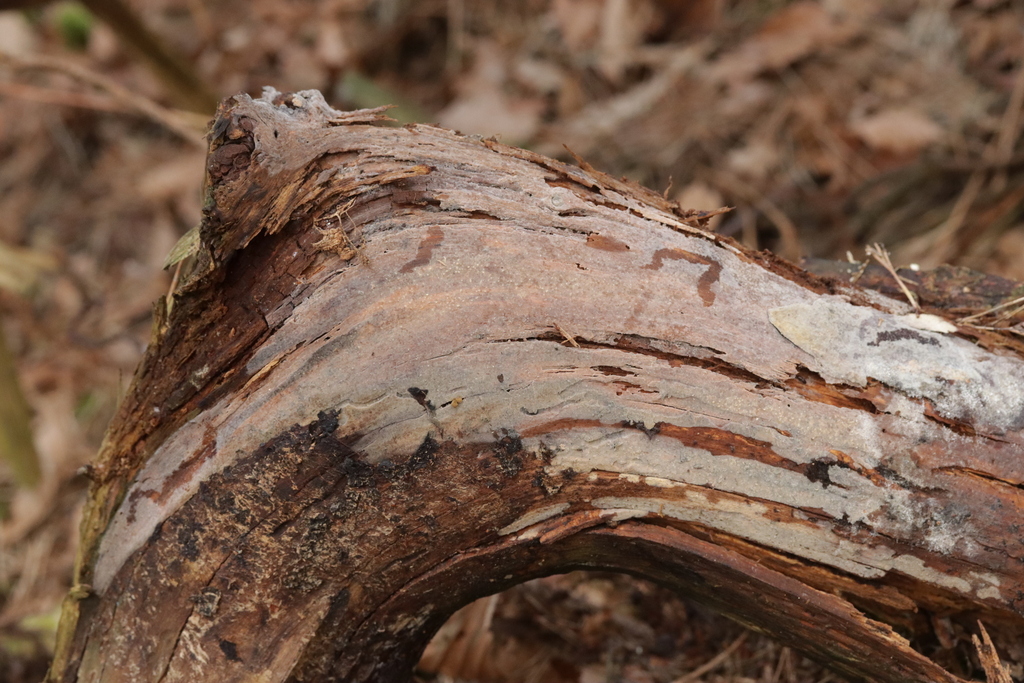 Phlebiella pseudotsugae