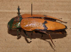 Temognatha chevrolatii
