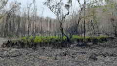 Telmatoblechnum indicum